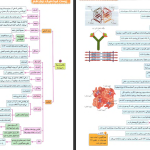 دانلود پی دی اف کتاب میگ میگ زیست دوازدهم PDF