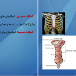 دانلود پی دی اف کتاب اناتومی استخوان شناسی مرتضی بهرامی نژاد PDF