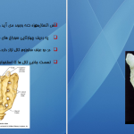 دانلود پی دی اف کتاب اناتومی استخوان شناسی مرتضی بهرامی نژاد PDF