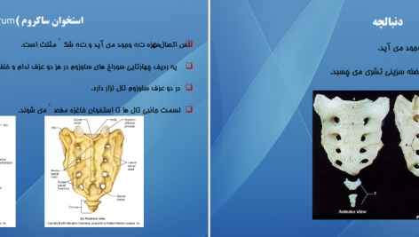 دانلود پی دی اف کتاب اناتومی استخوان شناسی مرتضی بهرامی نژاد PDF