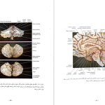 دانلود پی دی اف کتاب نورو آناتومی بالینی اسنل راین اسپلیت گربر PDF