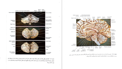 دانلود پی دی اف کتاب نورو آناتومی بالینی اسنل راین اسپلیت گربر PDF