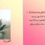 دانلود پی دی اف کتاب آشنایی با گل و گیاهان آپارتمانی PDF