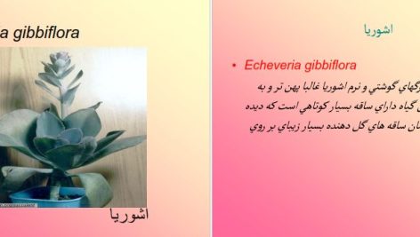 دانلود پی دی اف کتاب آشنایی با گل و گیاهان آپارتمانی PDF