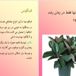 دانلود پی دی اف کتاب آشنایی با گل و گیاهان آپارتمانی PDF