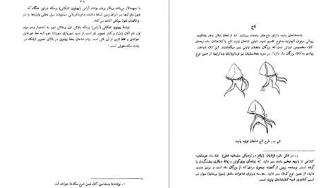 دانلود پی دی اف کتاب تاریخ سکه جلد 1 و 2 ملکزاده بیانی PDF