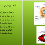 دانلود پی دی اف کتاب میکروب شناسی پزشکی جاوتز ‍PDF