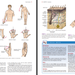 دانلود پی دی اف کتاب آناتومی بالینی ریچارد اسنل ‍PDF