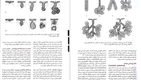 دانلود پی دی اف کتاب بافت شناسی جعفر سیلمانی راد PDF