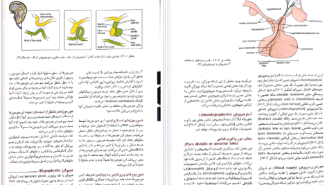 دانلود پی دی اف کتاب بافت شناسی جعفر سیلمانی راد PDF