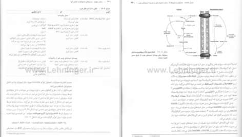 دانلود پی دی اف کتاب بیوشیمی دولین جلد 2 رضا محمدی PDF