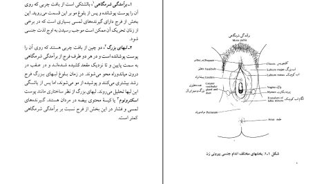 دانلود پی دی اف کتاب زندگی جنسی زنان محمد رضا نیکخو PDF