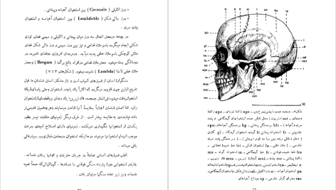 دانلود پی دی اف کتاب سنگواره های انسان عصر حجر دکتر روبر ژولین PDF