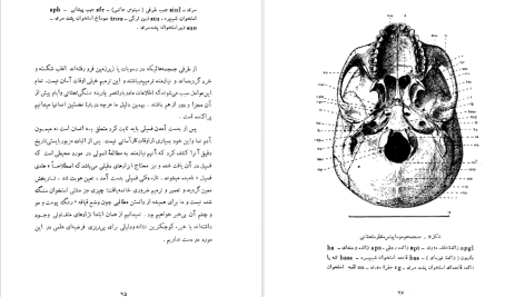 دانلود پی دی اف کتاب سنگواره های انسان عصر حجر دکتر روبر ژولین PDF