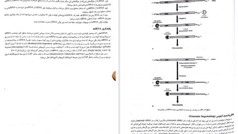 دانلود پی دی اف کتاب ژنتیک از کلاسیک تا ژنومیک دکتر اکرمی PDF