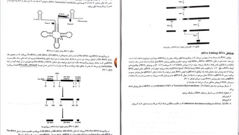 دانلود پی دی اف کتاب ژنتیک از کلاسیک تا ژنومیک دکتر اکرمی PDF