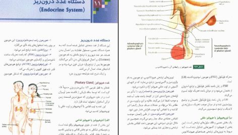 دانلود پی دی اف کتاب آناتومی عمومی ایمانه شمایلی یگانه PDF