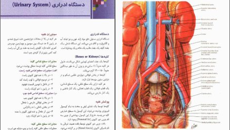 دانلود پی دی اف کتاب آناتومی عمومی ایمانه شمایلی یگانه PDF