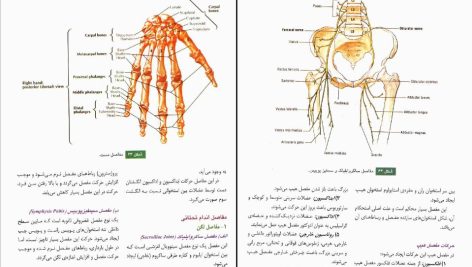 دانلود پی دی اف کتاب آناتومی عمومی ایمانه شمایلی یگانه PDF