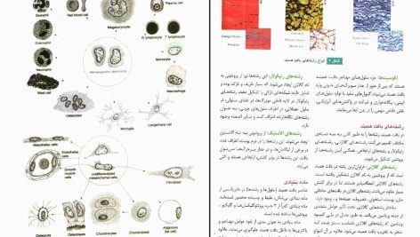 دانلود پی دی اف کتاب آناتومی عمومی ایمانه شمایلی یگانه PDF