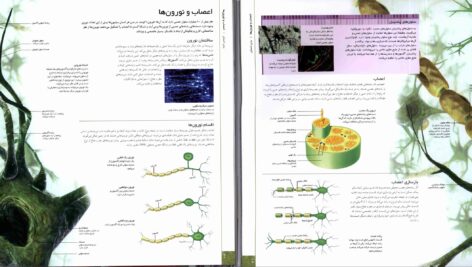دانلود پی دی اف کتاب فرهنگ نامۀ بدن انسان استیو پارکر PDF