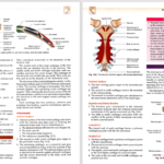 دانلود پی دی اف کتاب آناتومی انسان چوراسیا جلد1 زبان اصلی PDF