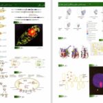 دانلود پی دی اف کتاب زیست شناسی سلولی مولکولی لودیش جلد 1 PDF