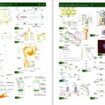 دانلود پی دی اف کتاب زیست شناسی سلولی مولکولی لودیش جلد 1 PDF