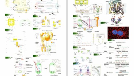 دانلود پی دی اف کتاب زیست شناسی سلولی مولکولی لودیش جلد 1 PDF