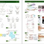 دانلود پی دی اف کتاب زیست شناسی سلولی مولکولی لودیش جلد 1 PDF
