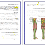 دانلود پی دی اف درسنامه آناتومی اندام تحتانی دکتر علی والیانی PDF