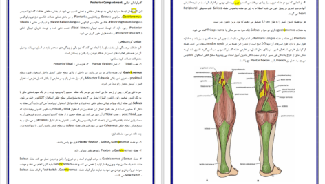 دانلود پی دی اف درسنامه آناتومی اندام تحتانی دکتر علی والیانی PDF