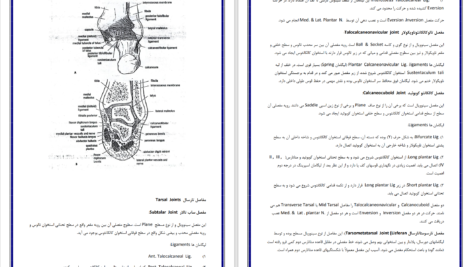 دانلود پی دی اف درسنامه آناتومی اندام تحتانی دکتر علی والیانی PDF
