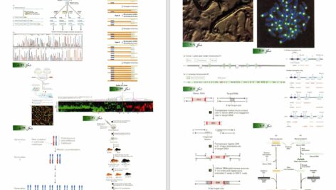 دانلود پی دی اف کتاب زیست شناسی سلولی مولکولی لودیش جلد 1 PDF