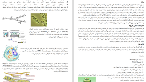 دانلود پی دی اف جزوه کامل قارچ‌شناسی گروهی از دانشجویان دانشگاه تهران PDF