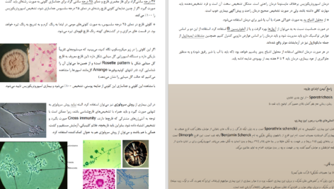 دانلود پی دی اف جزوه کامل قارچ‌شناسی گروهی از دانشجویان دانشگاه تهران PDF