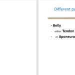 دانلود پی دی اف کتاب PDF Upper limb Muscles