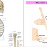 دانلود پی دی اف کتاب PDF Upper limb Muscles