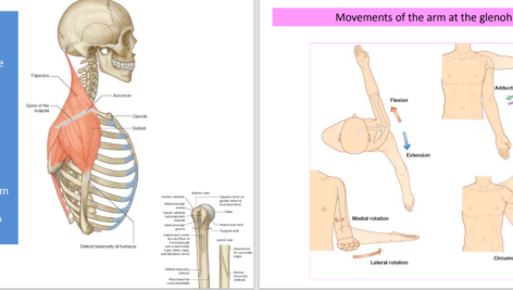 دانلود پی دی اف کتاب PDF Upper limb Muscles