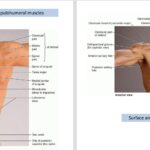 دانلود پی دی اف کتاب PDF Upper limb Muscles
