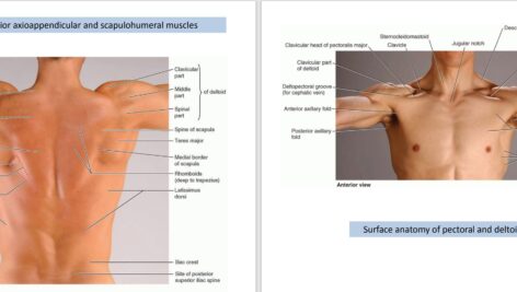 دانلود پی دی اف کتاب PDF Upper limb Muscles