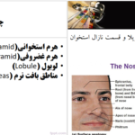 دانلود پی دی اف کتاب رینوپلاستی و سپتوپلاستی عباس خلیل پور PDF