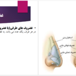 دانلود پی دی اف کتاب رینوپلاستی و سپتوپلاستی عباس خلیل پور PDF