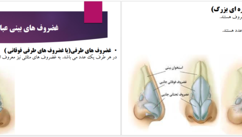 دانلود پی دی اف کتاب رینوپلاستی و سپتوپلاستی عباس خلیل پور PDF