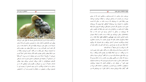 دانلود پی دی اف کتاب چگونه عاشقانه زندگی کنیم وین دایر PDF