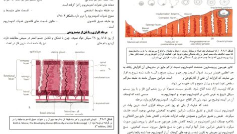 دانلود پی دی اف کتاب امبریولوژی عمومی انسان پوهندوی دوکتور بشیر نورمن PDF