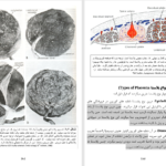 دانلود پی دی اف کتاب امبریولوژی عمومی انسان پوهندوی دوکتور بشیر نورمل PDF