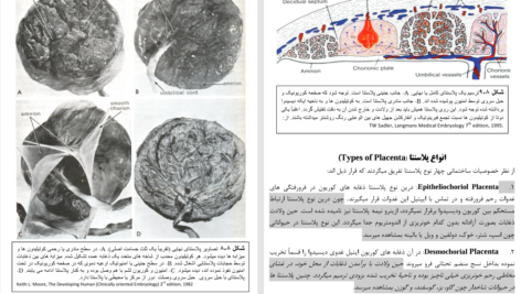 دانلود پی دی اف کتاب امبریولوژی عمومی انسان پوهندوی دوکتور بشیر نورمل PDF