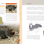دانلود پی دی اف کتاب اطلس پستانداران ایران PDF
